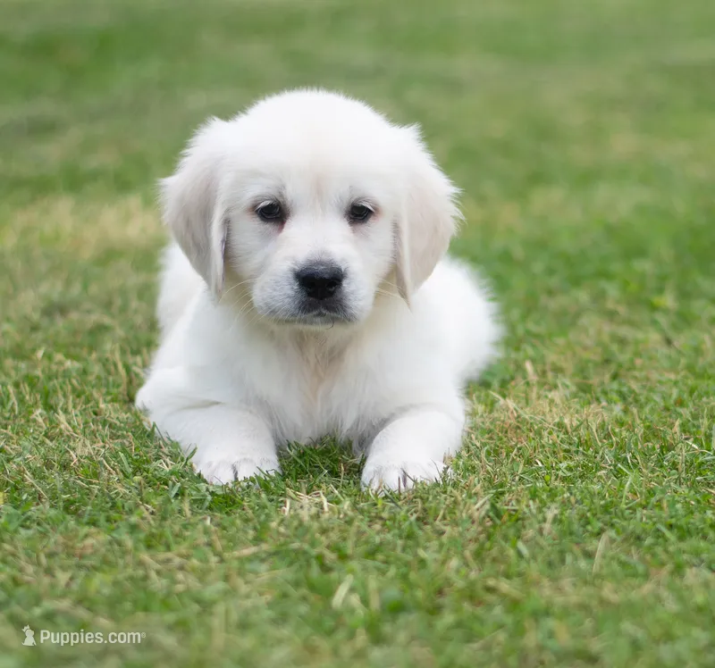 Mr Blue Ready Now! – English Cream Golden Retriever puppy for sale in Janesville, WI