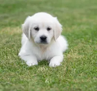 Mr Blue Ready Now!, a male English Cream Golden Retriever for sale in Janesville, WI – 1 of 2