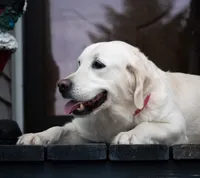 Male Ready Now!, a male English Cream Golden Retriever for sale in Janesville, WI – 3 of 3