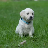 Ms Baby - Ready 9/18, a female Golden Retriever for sale in Janesville, WI – 2 of 9