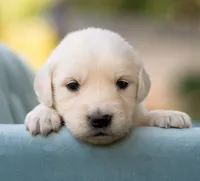  Male #2, a male English Cream Golden Retriever for sale in Janesville, WI – 2 of 4