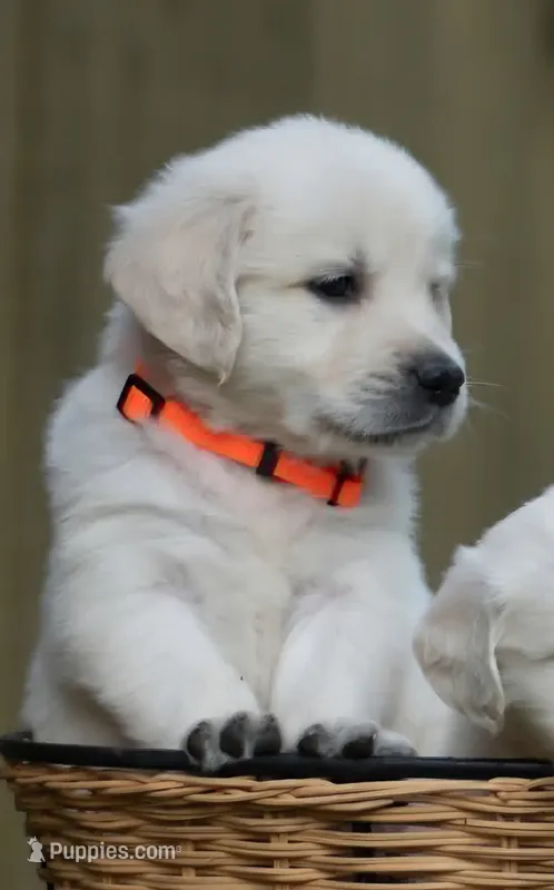 Mr Orange - Ready 9/18 – English Cream Golden Retriever puppy for sale in Janesville, WI