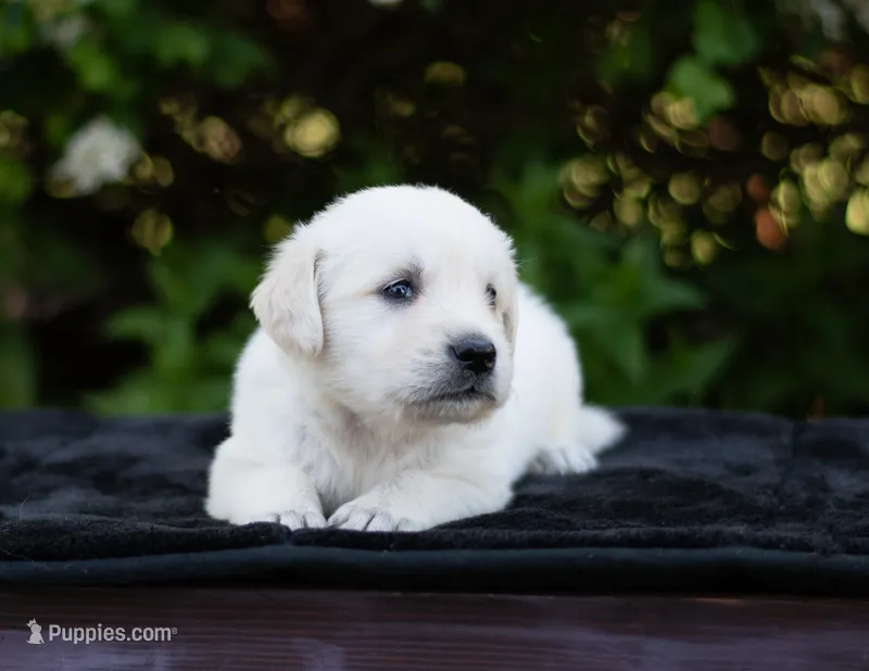 Wyatt – English Cream Golden Retriever puppy for sale in Janesville, WI