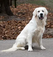 English Male #2, a male Golden Retriever for sale in Janesville, WI – 1 of 4