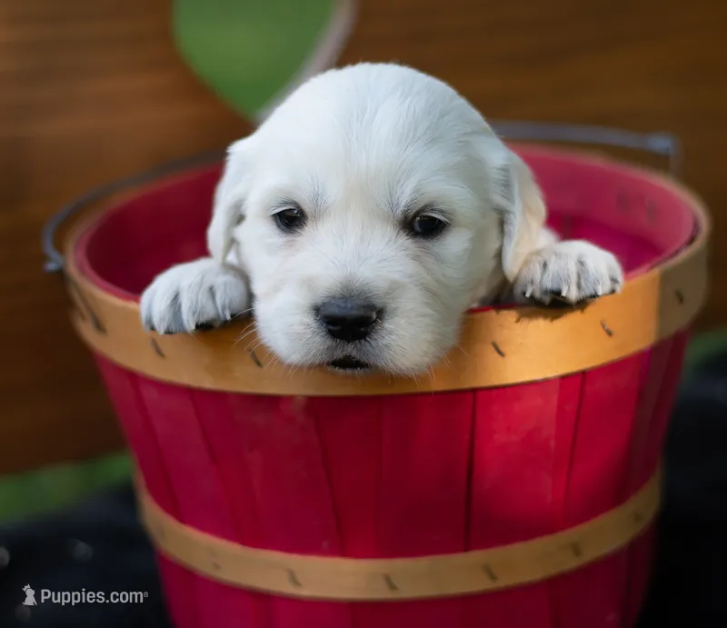Big Girl #1 – English Cream Golden Retriever puppy for sale in Janesville, WI