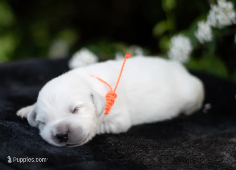 English Male #4 – Golden Retriever puppy for sale in Janesville, WI