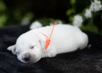 English Male #4, a male Golden Retriever for sale in Janesville, WI – 1 of 3