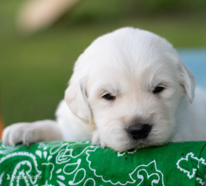 Big Boy #1 – English Cream Golden Retriever puppy for sale in Janesville, WI