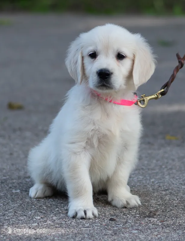 Lacey – Golden Retriever puppy for sale in Janesville, WI