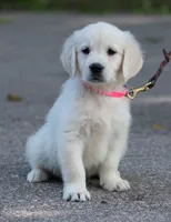 Lacey, a female Golden Retriever for sale in Janesville, WI – 1 of 1