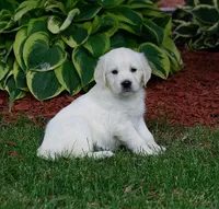 Due May, a  Golden Retriever for sale in Janesville, WI – Photo 4 of 9