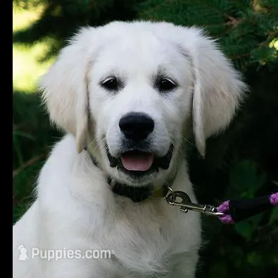 Due May – Golden Retriever puppy for sale in Janesville, WI