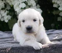 Due May, a  Golden Retriever for sale in Janesville, WI – Photo 3 of 9