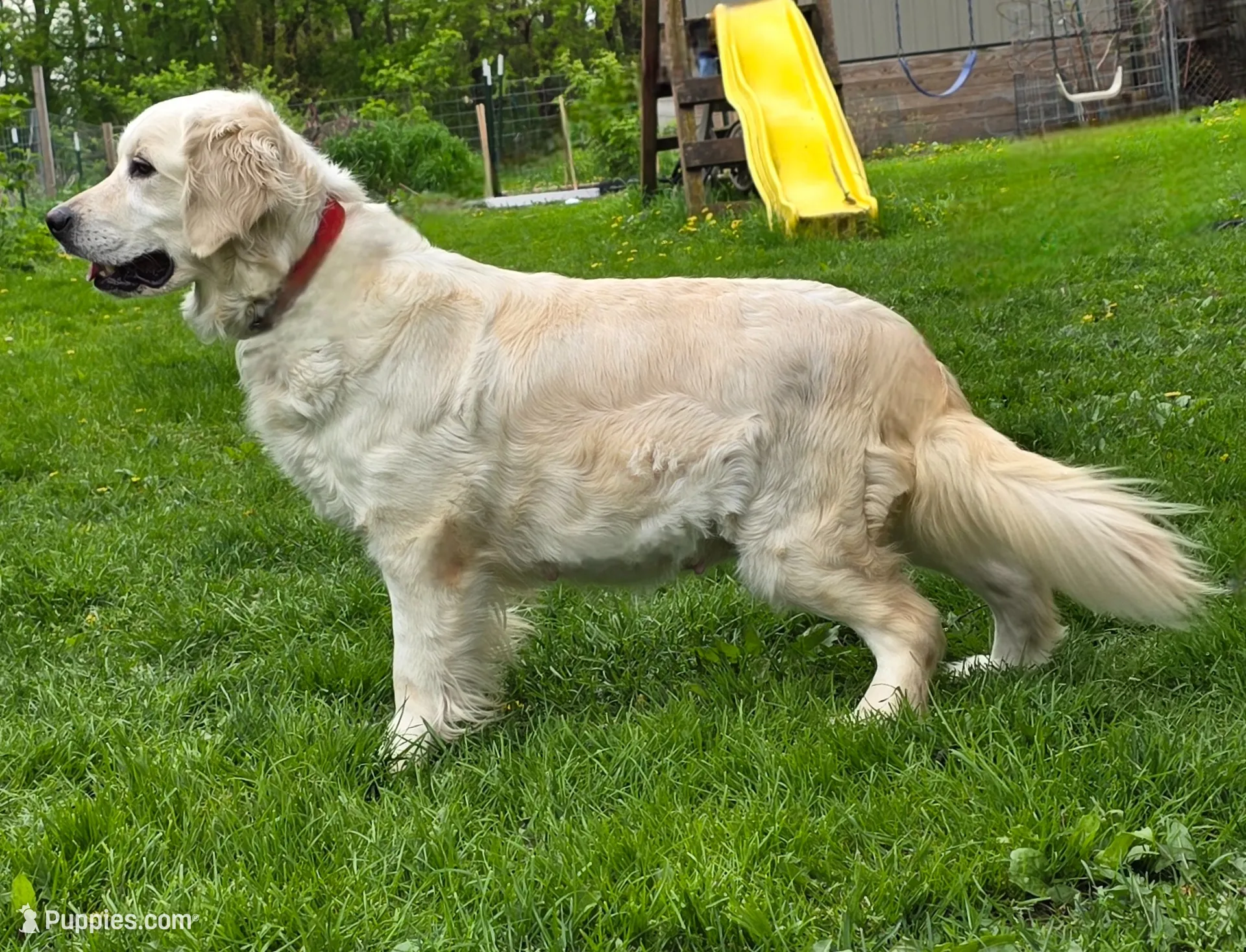 Female #5, a female English Cream Golden Retriever for sale in Janesville, WI – 2 of 3