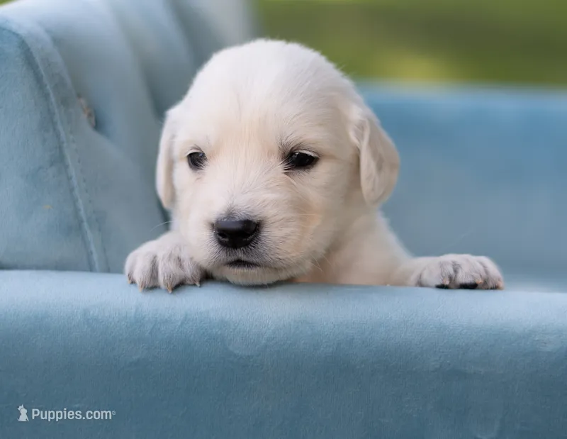  Male #2 – English Cream Golden Retriever puppy for sale in Janesville, WI
