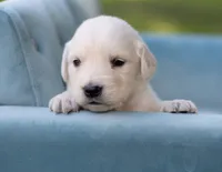  Male #2, a male English Cream Golden Retriever for sale in Janesville, WI – 1 of 4