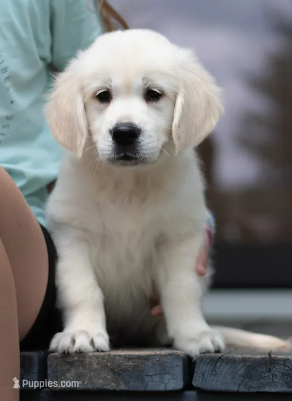 Wyatt – English Cream Golden Retriever puppy for sale in Janesville, WI
