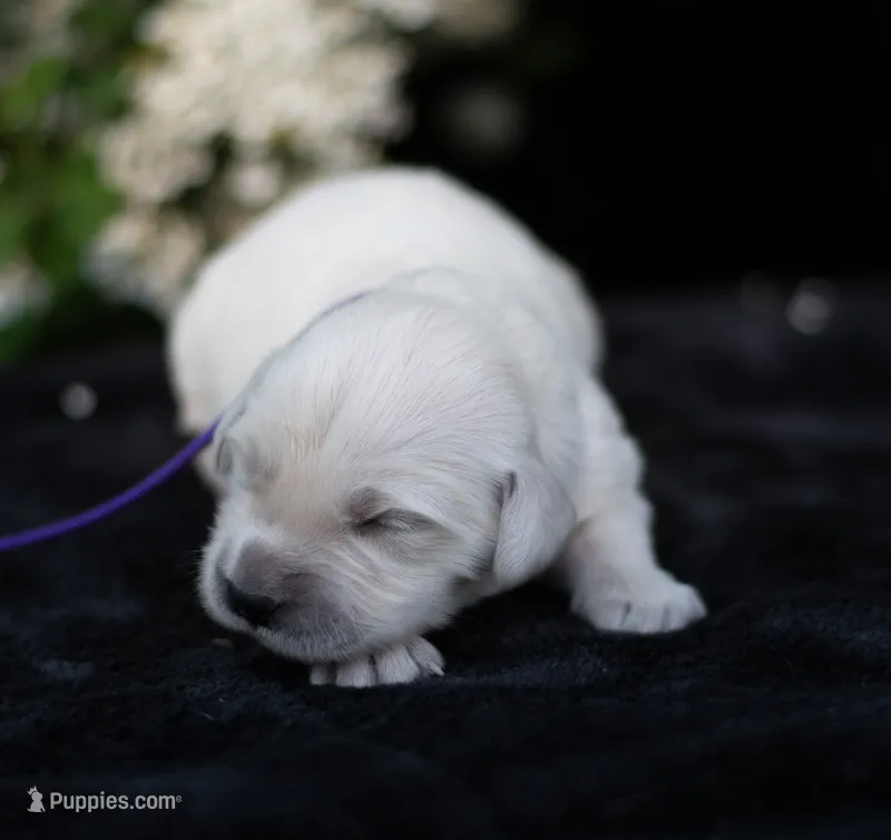 English Female #2 – Golden Retriever puppy for sale in Janesville, WI