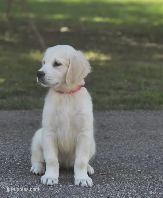 Finley (Sale Pending) – English Cream Golden Retriever puppy for sale in Janesville, WI