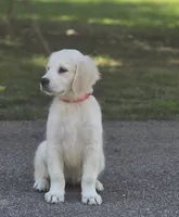 Finley (Sale Pending), a female English Cream Golden Retriever for sale in Janesville, WI – 1 of 2