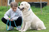 Stocky Boy - ready 9/18, a male English Cream Golden Retriever for sale in Janesville, WI – 7 of 8