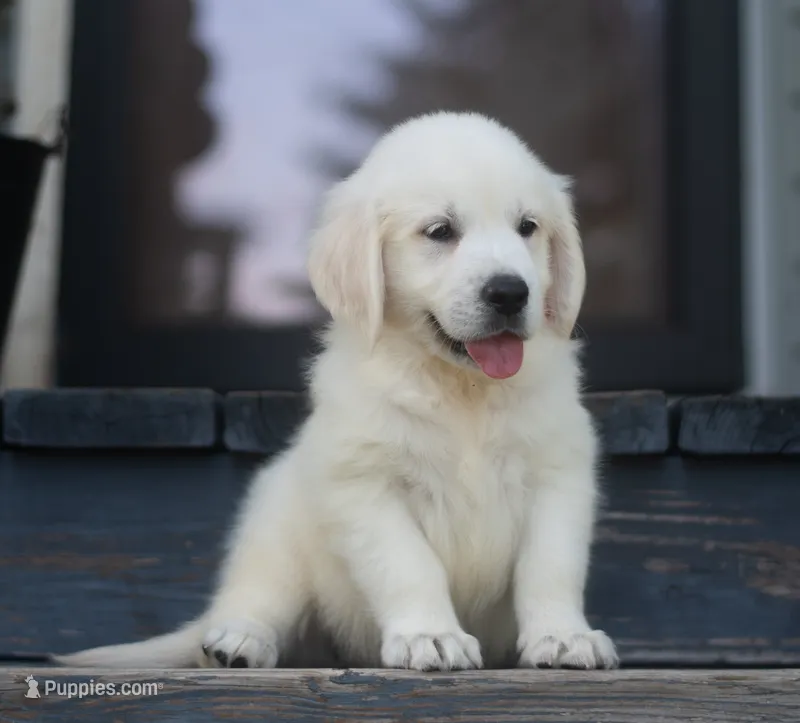 Mr. Orange Ready Now! – English Cream Golden Retriever puppy for sale in Janesville, WI