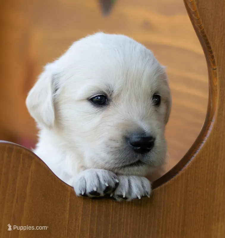 Lani #1 Male – English Cream Golden Retriever puppy for sale in Janesville, WI