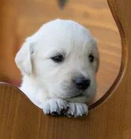 Lani #1 Male, a male English Cream Golden Retriever for sale in Janesville, WI – 1 of 3