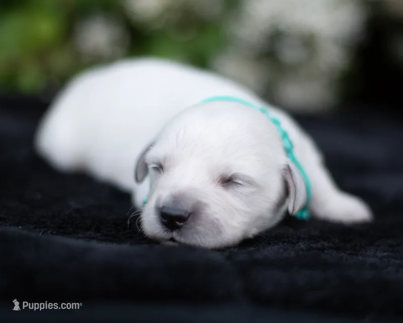 Ms Teal (Pending) – Golden Retriever puppy for sale in Janesville, WI