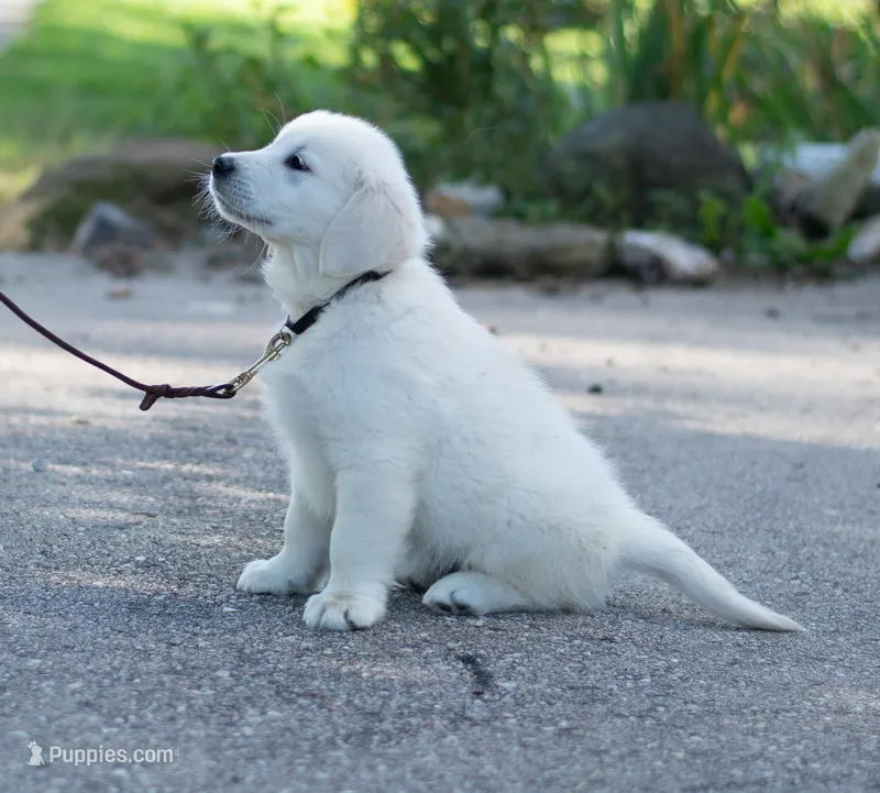 Mr. Black (Ready Now!) – English Cream Golden Retriever puppy for sale in Janesville, WI