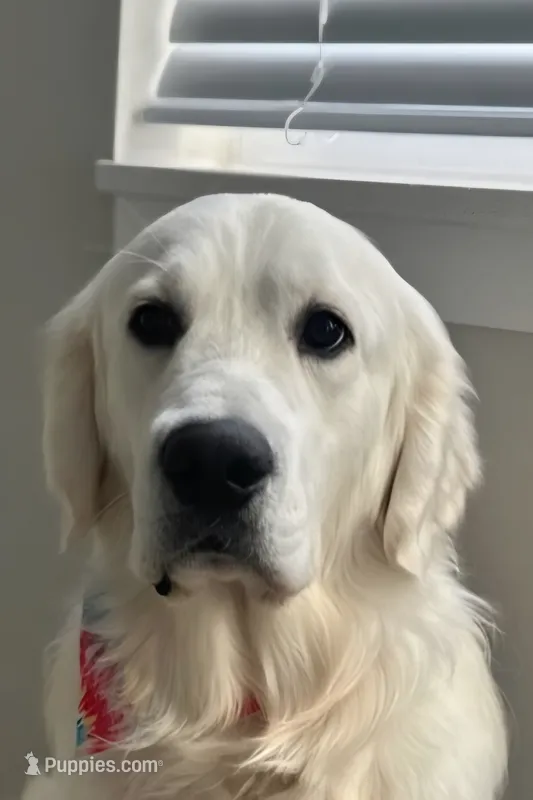 Almost 2 – English Cream Golden Retriever puppy for sale in Janesville, WI