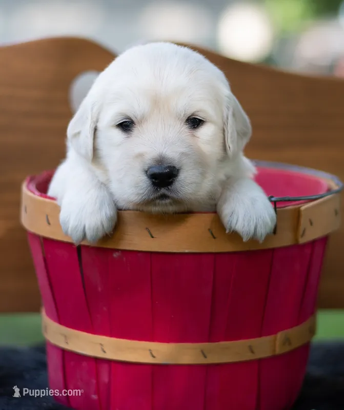 Big Girl #2 – Golden Retriever puppy for sale in Janesville, WI