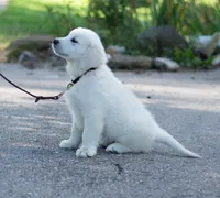 Mr. Black (Ready Now!), a male Golden Retriever for sale in Janesville, WI – 2 of 2