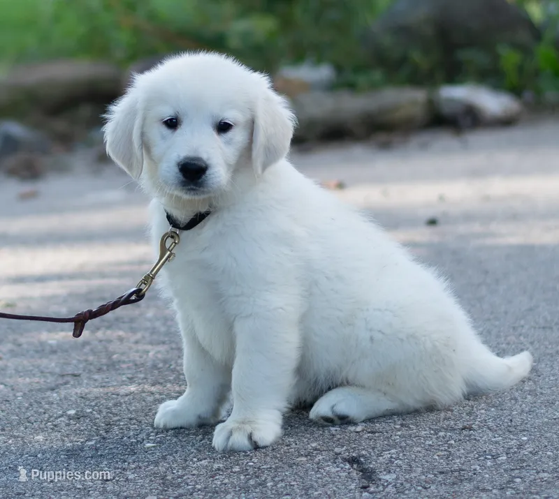 Mr. Black (Ready Now!) – Golden Retriever puppy for sale in Janesville, WI