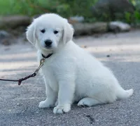 Mr. Black (Ready Now!), a male Golden Retriever for sale in Janesville, WI – 1 of 2