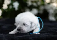 Mr Blue, a male English Cream Golden Retriever for sale in Janesville, WI – 2 of 6