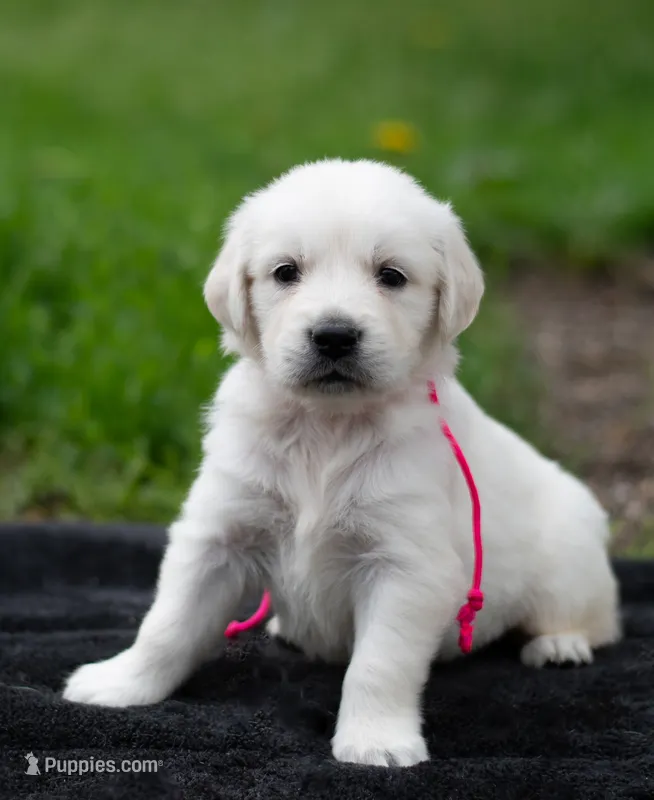 Ms Pink – Golden Retriever puppy for sale in Janesville, WI