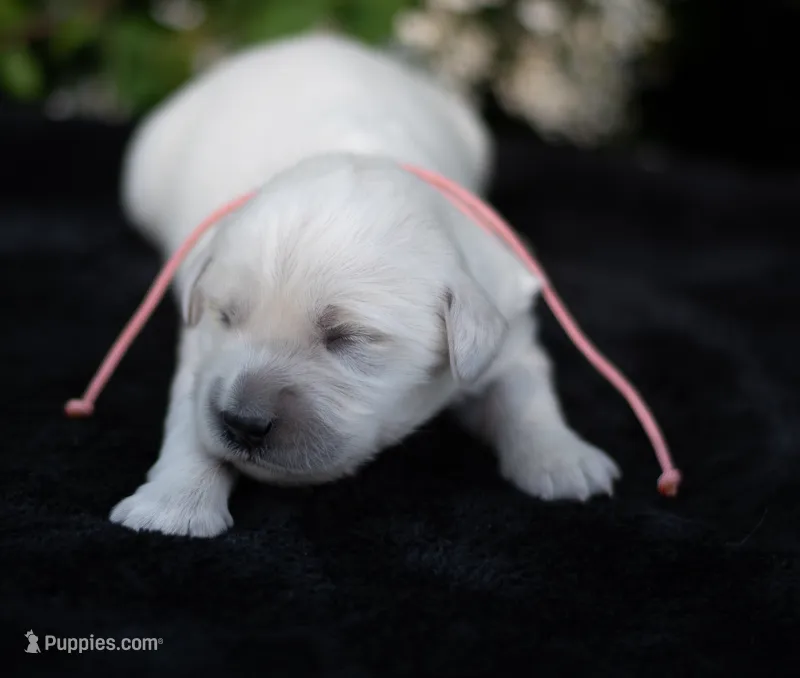 Ms Peach – Golden Retriever puppy for sale in Janesville, WI