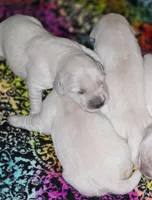  Male #6, a male English Cream Golden Retriever for sale in Janesville, WI – Photo 1 of 6