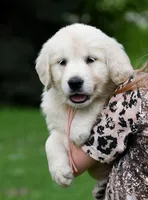 Spring Girl, a  Golden Retriever for sale in Janesville, WI – Photo 1 of 6