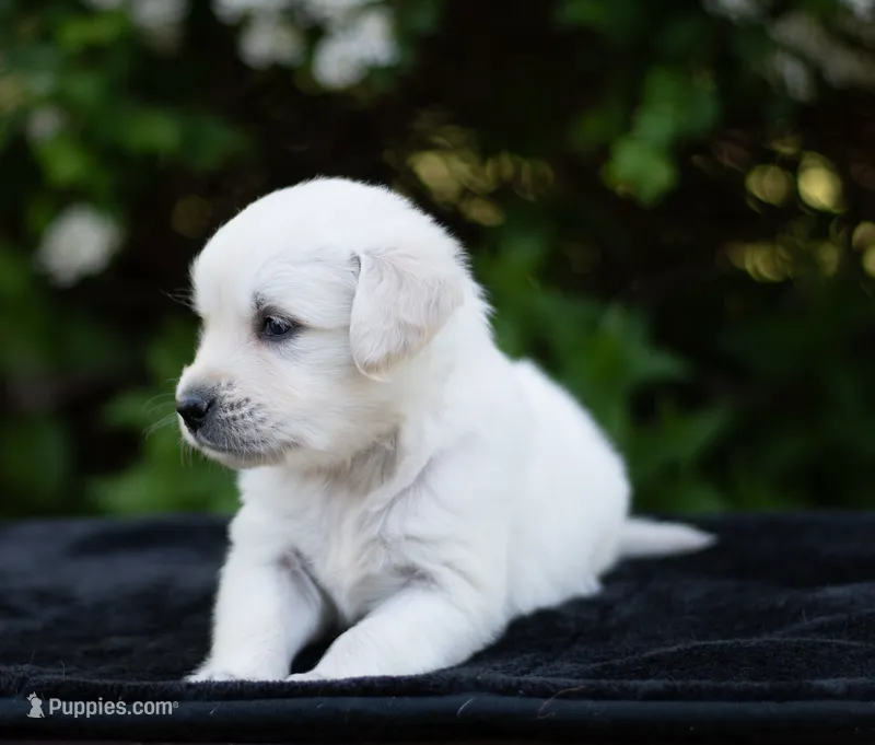 Duke (Pending) – Golden Retriever puppy for sale in Janesville, WI