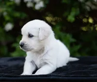 Duke (Pending), a male Golden Retriever for sale in Janesville, WI – 1 of 4