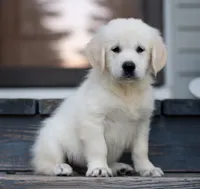Male Ready Now!, a male English Cream Golden Retriever for sale in Janesville, WI – 1 of 3