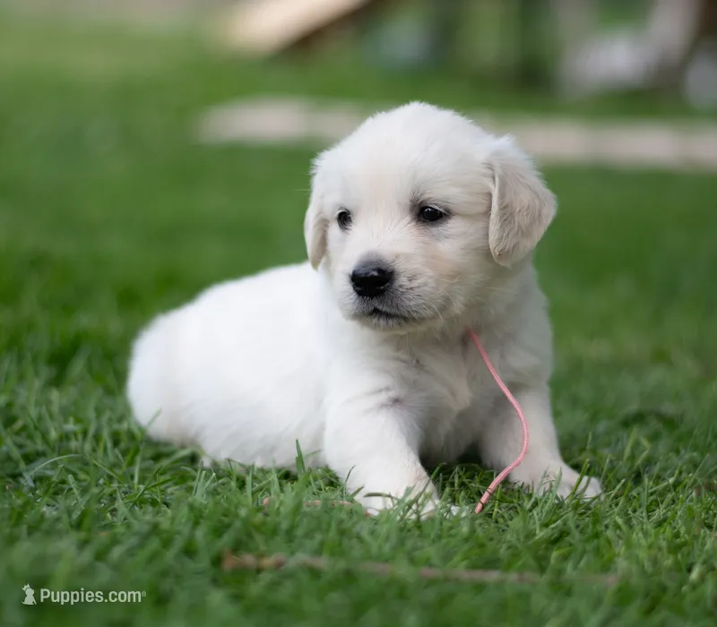 Wyatt – Golden Retriever puppy for sale in Janesville, WI