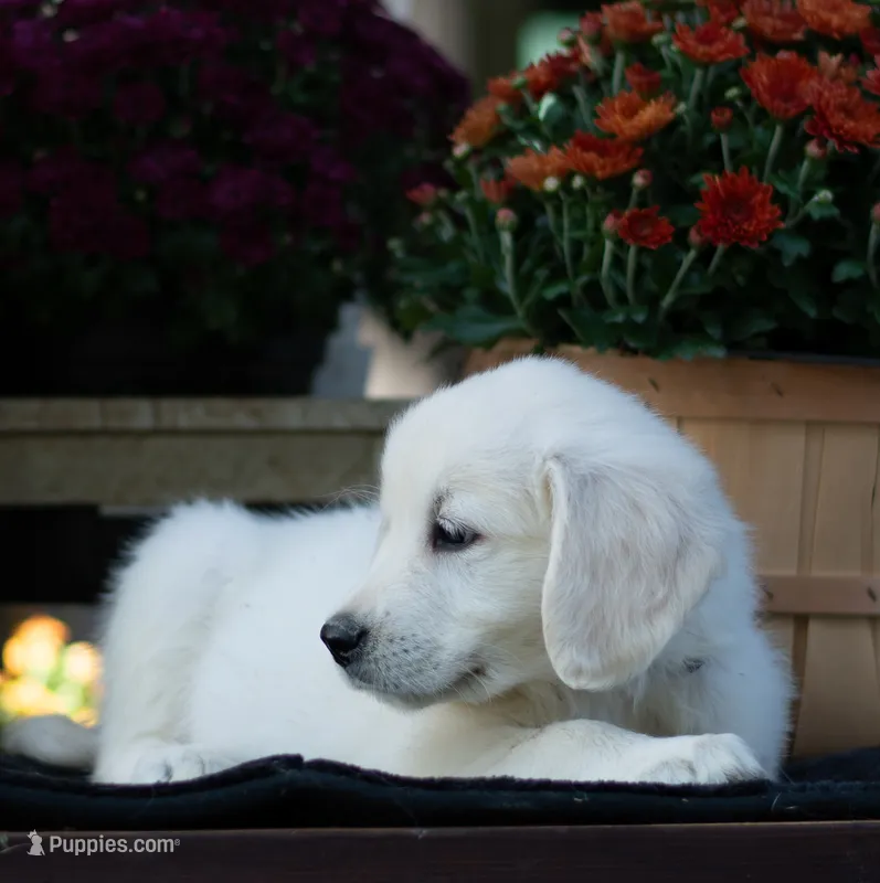 Mr. Gray – English Cream Golden Retriever puppy for sale in Janesville, WI