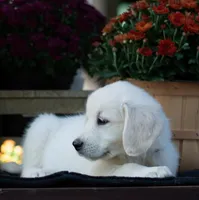 Mr. Gray, a male English Cream Golden Retriever for sale in Janesville, WI – 1 of 1