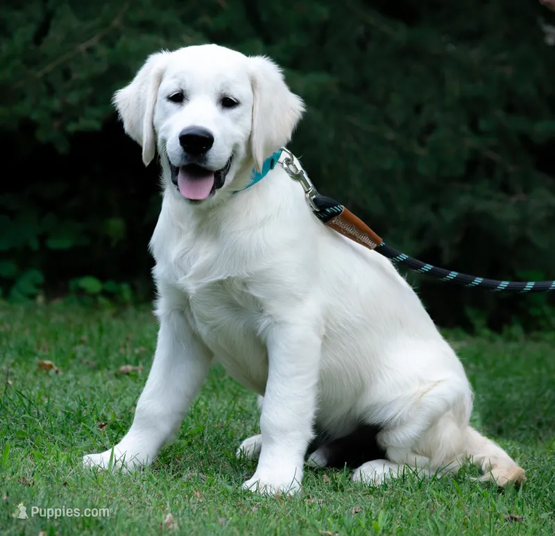 Male #2 – English Cream Golden Retriever puppy for sale in Janesville, WI