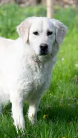 Mr Yellow- Ready 9/18, a male Golden Retriever for sale in Janesville, WI – 6 of 9