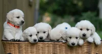 Mr Yellow- Ready 9/18, a male Golden Retriever for sale in Janesville, WI – 3 of 9