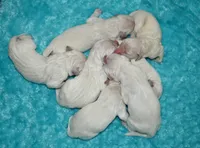  Female #3 Puppy, a female English Cream Golden Retriever for sale in Janesville, WI – 1 of 3